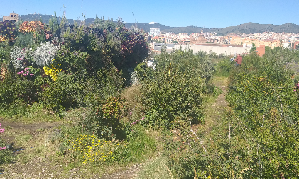 Monitoring the impact of Green Roofs on urban air quality