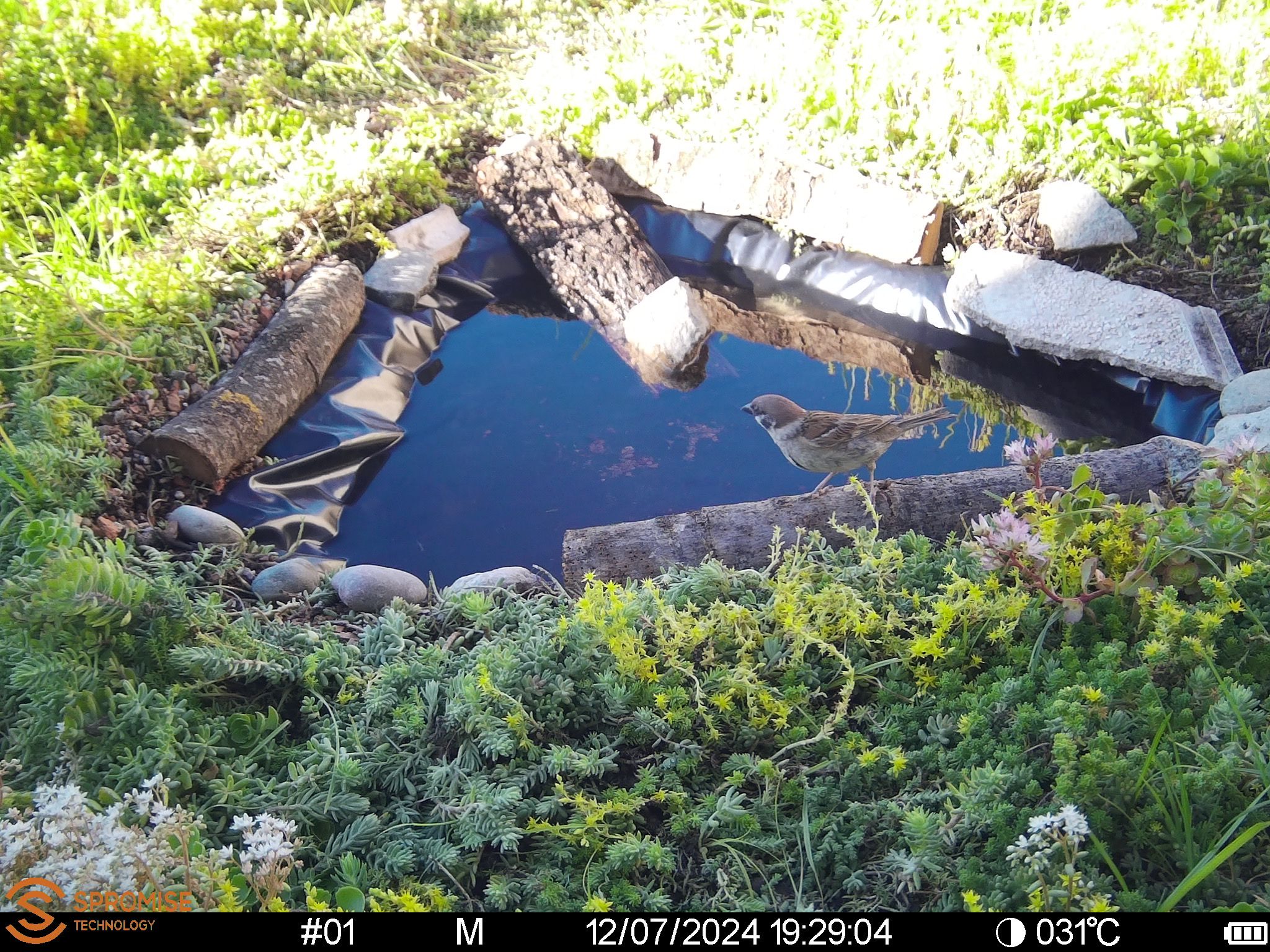 Green roofs host biodiversity